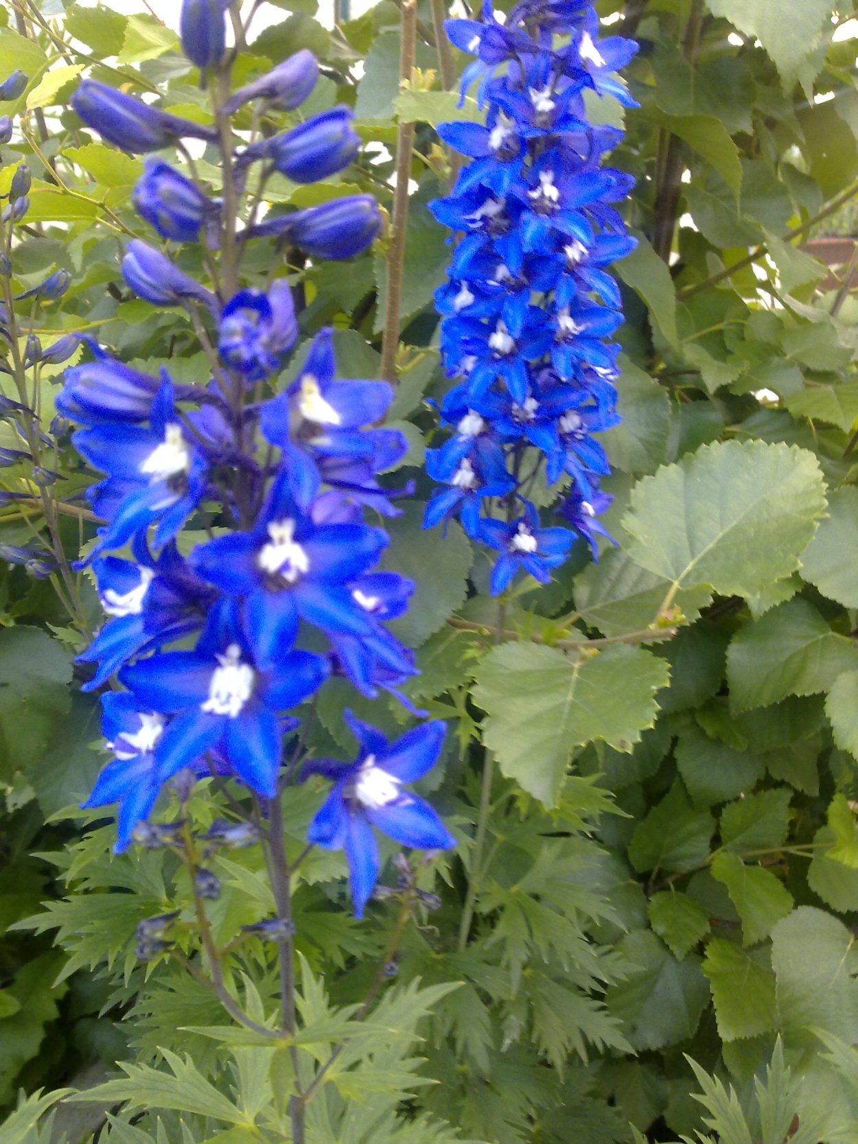 Живокость и Аконит