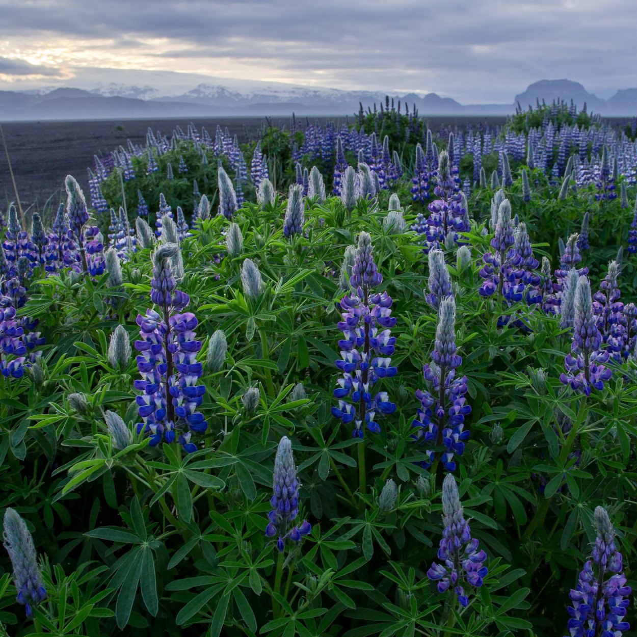Аконит Арендса