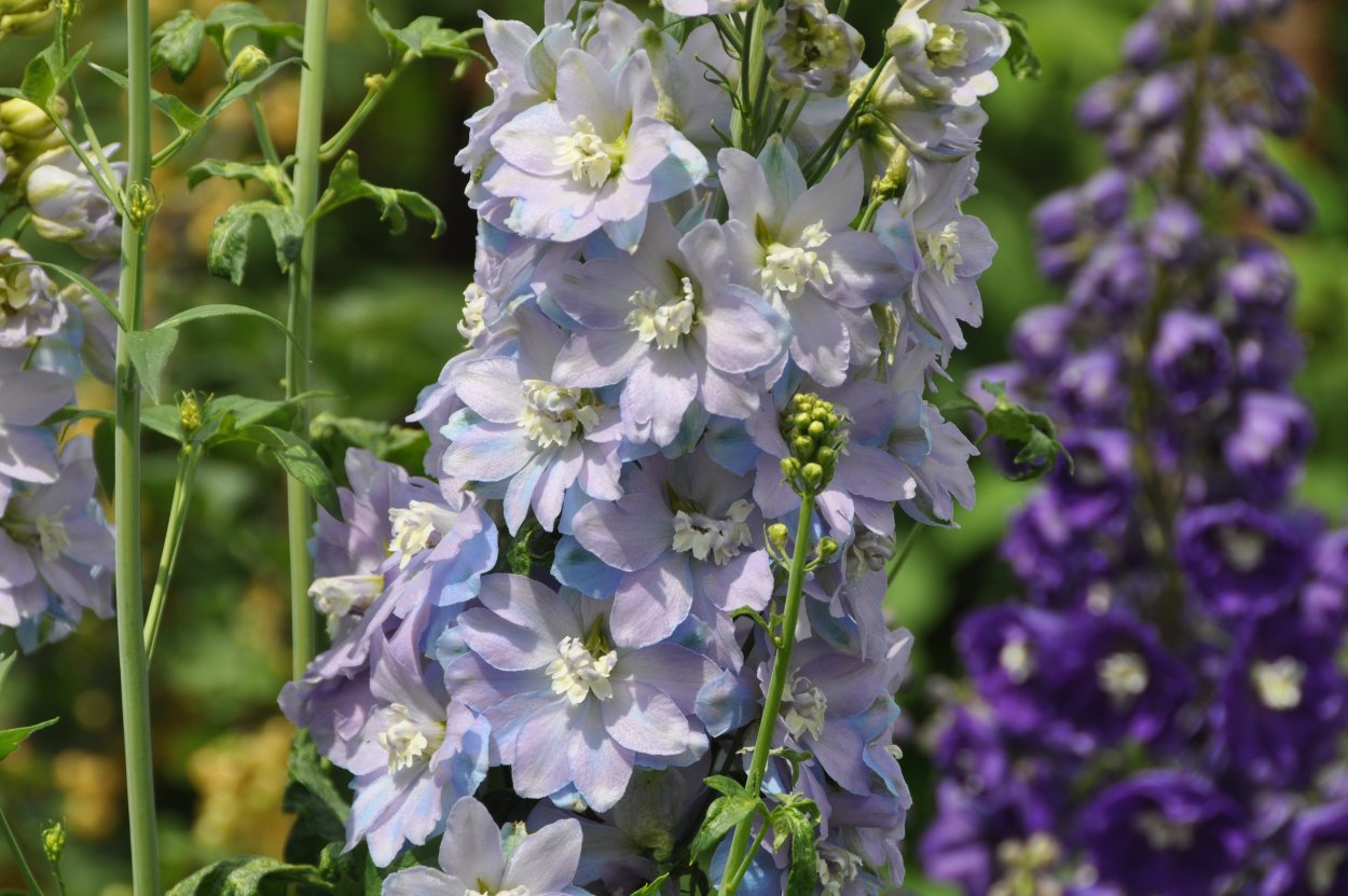 Аконит на белом фоне