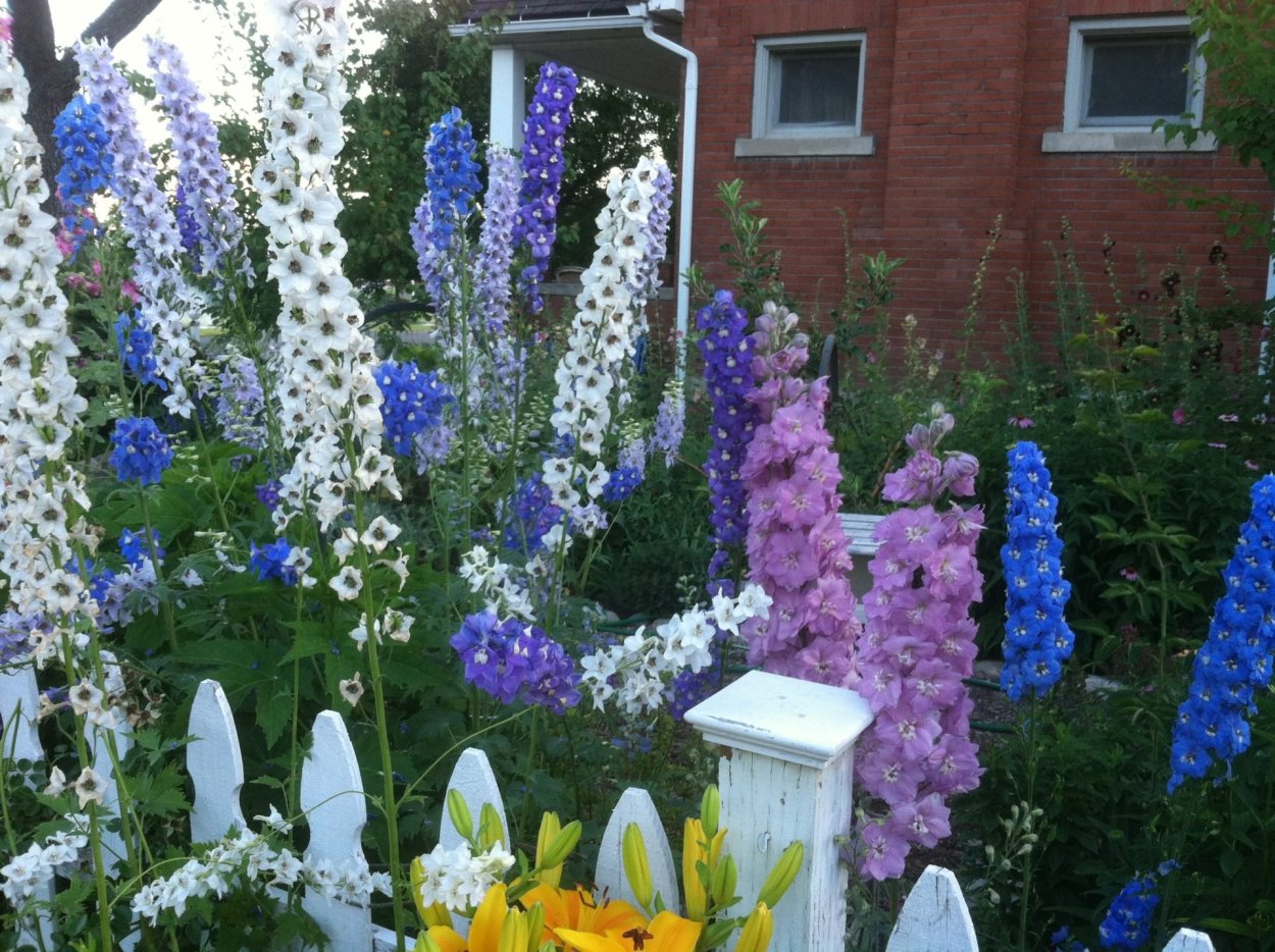 Аконит и дельфиниум