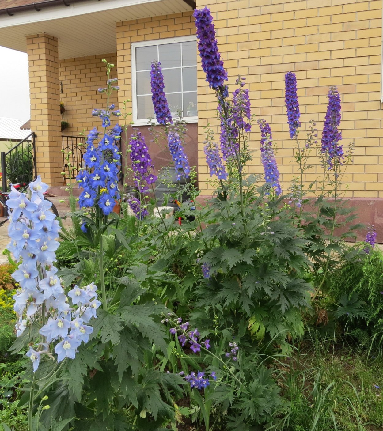 Дельфиниум Блю Лейси