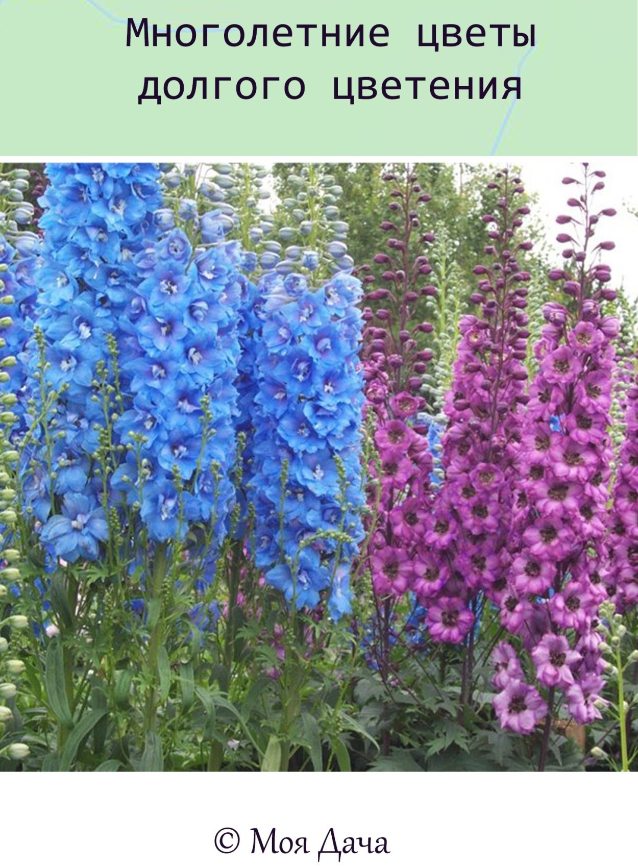 Дельфиниум голубой