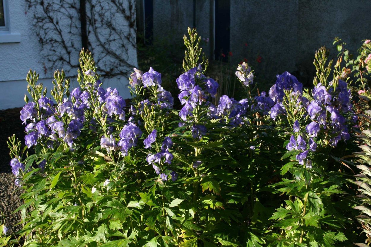 Дельфиниум в миксбордере