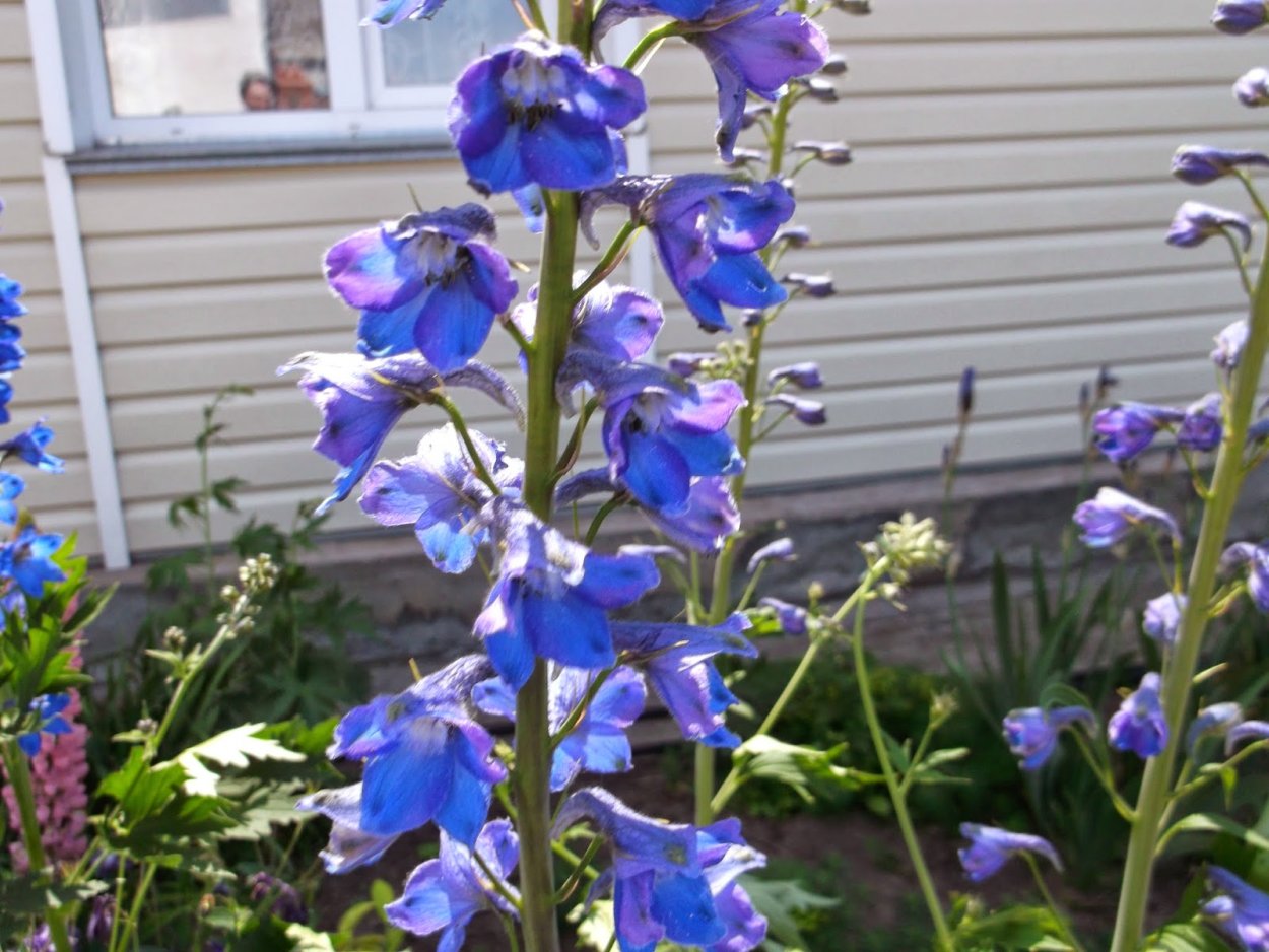 Дельфиниум Аякса