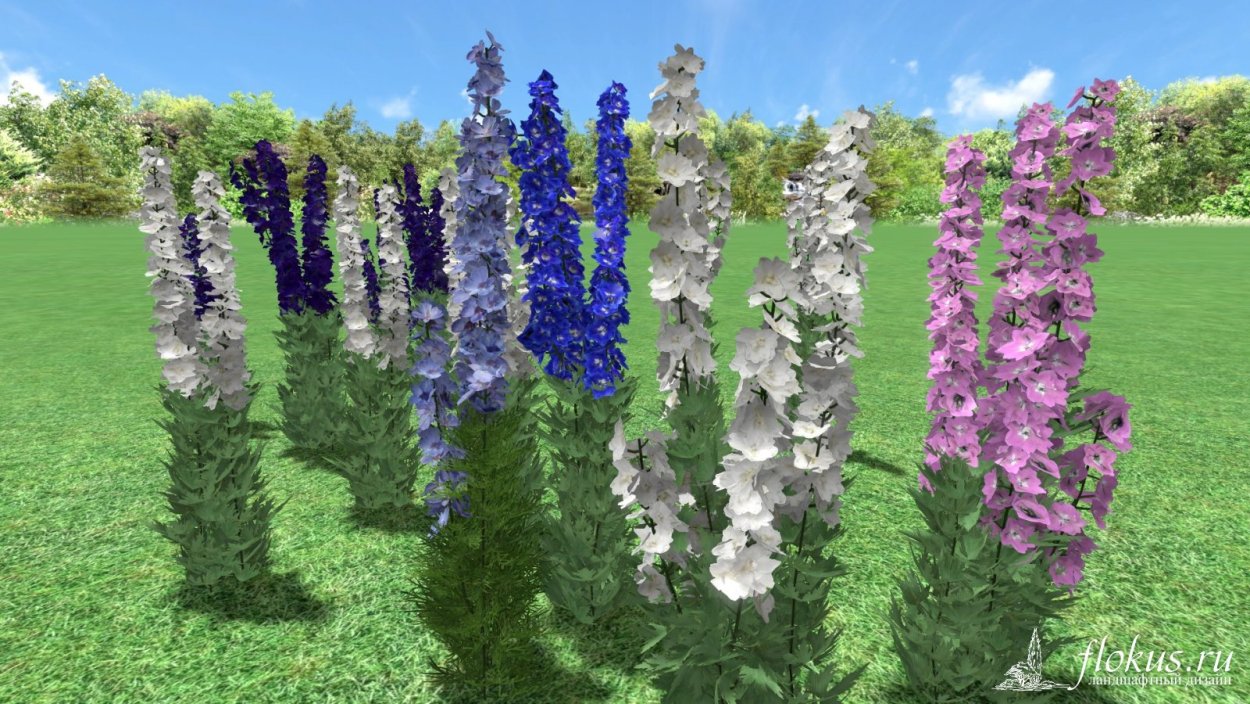 Люпин и дельфиниум