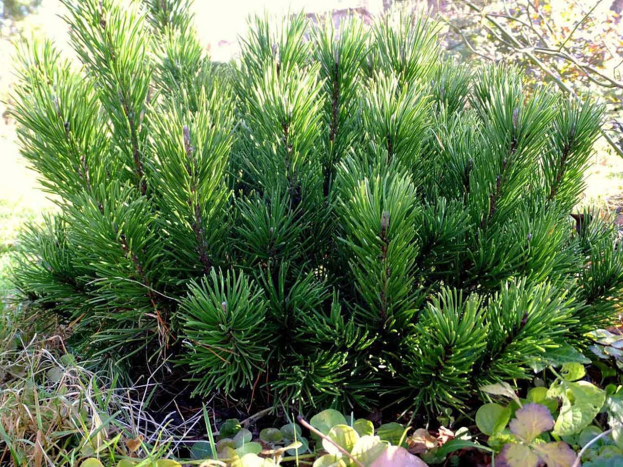 Pinus mugo pumilio. Сосна Пумилио. Сосна Горная Муго Пумилио. Сосна Горная pumilio. Горная сосна Пумилио (Pinus mugo pumilio).