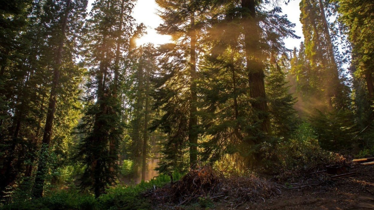 Уральский лес