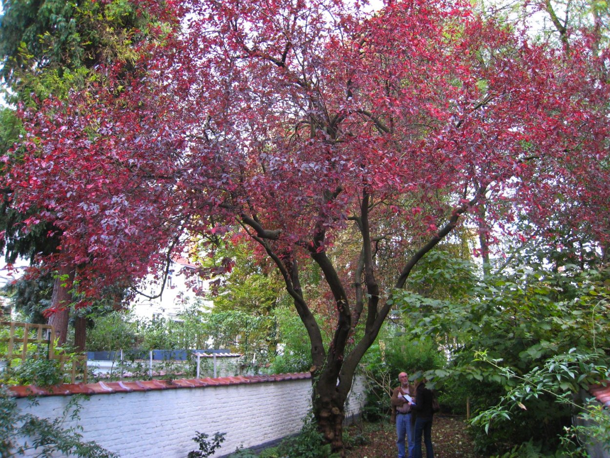 Черемуха декоративная краснолистная