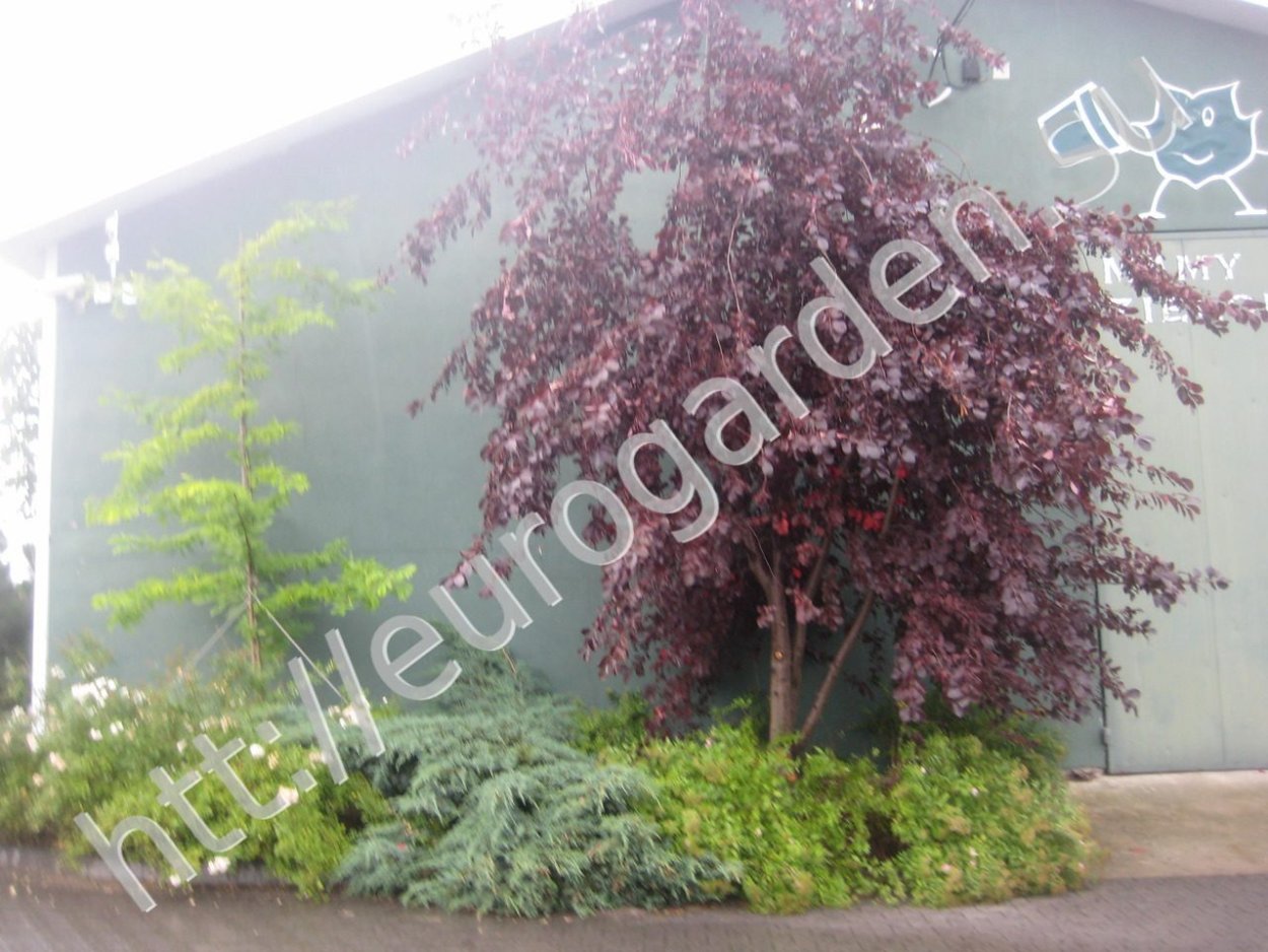 Ландшафтная композиция с черемухой