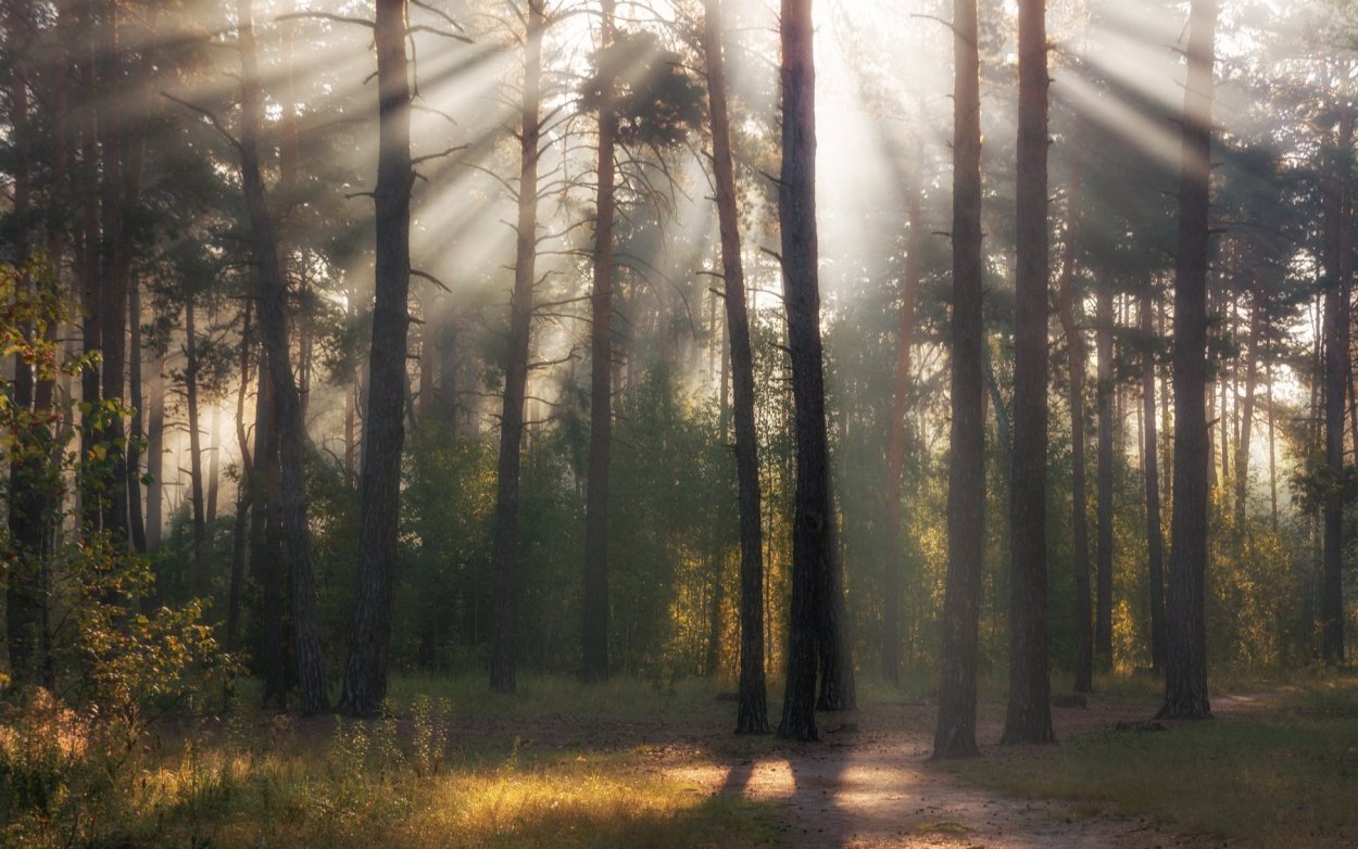 Пейзаж леса Дальний