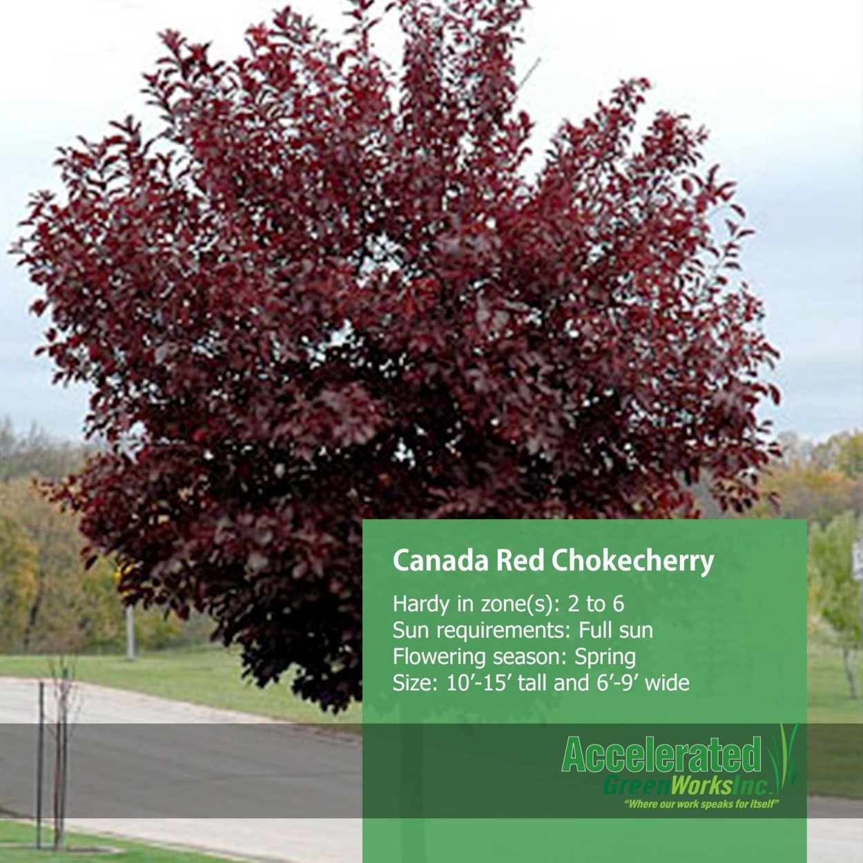 Алыча Prunus cerasifera