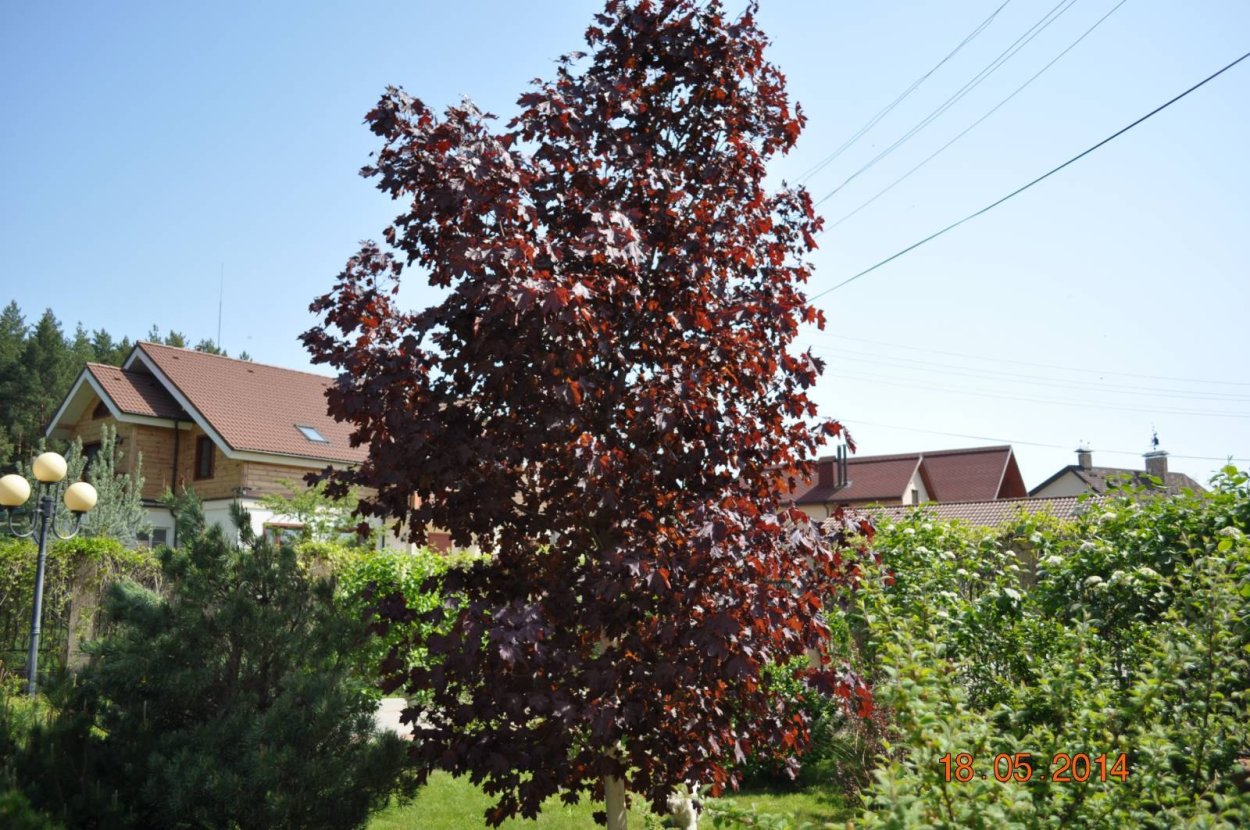 Черемуха декоративная краснолистная