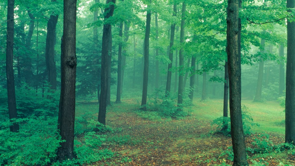 Лес в тумане