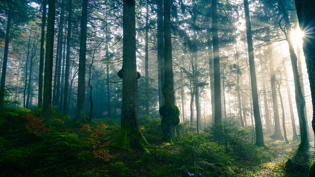 Сосновый лес