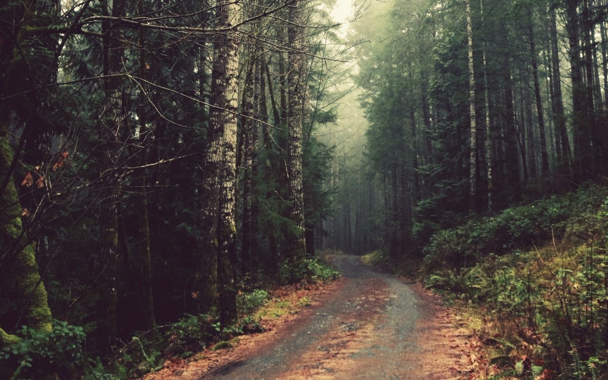 Дорога в хвойном лесу