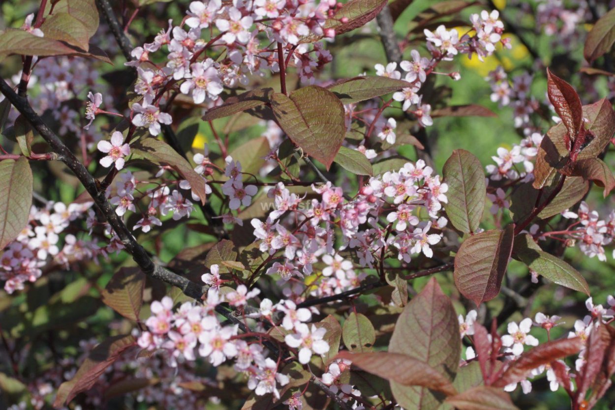 Клен остролистный Royal Red Роял ред