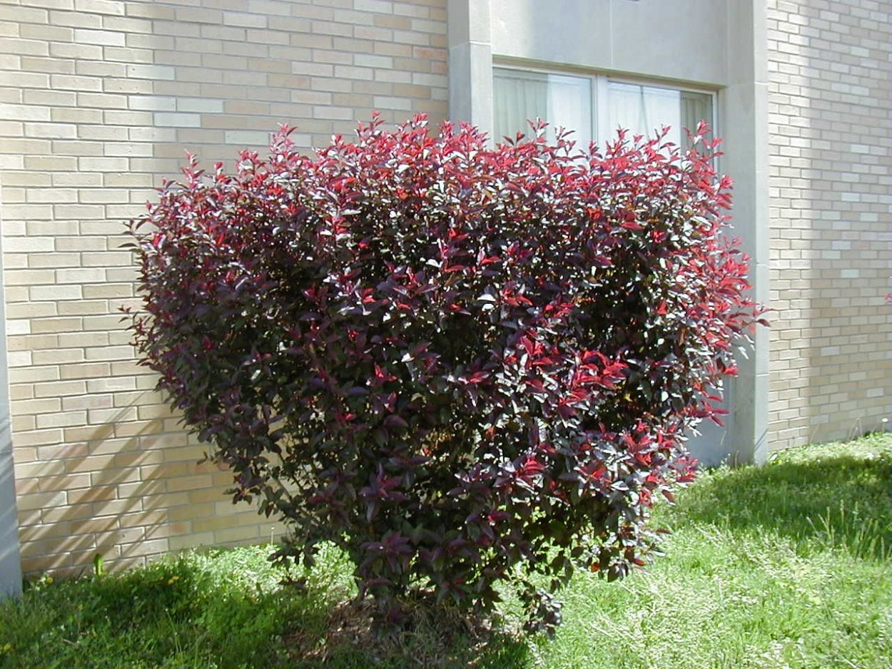 Яблоня декоративная краснолистная