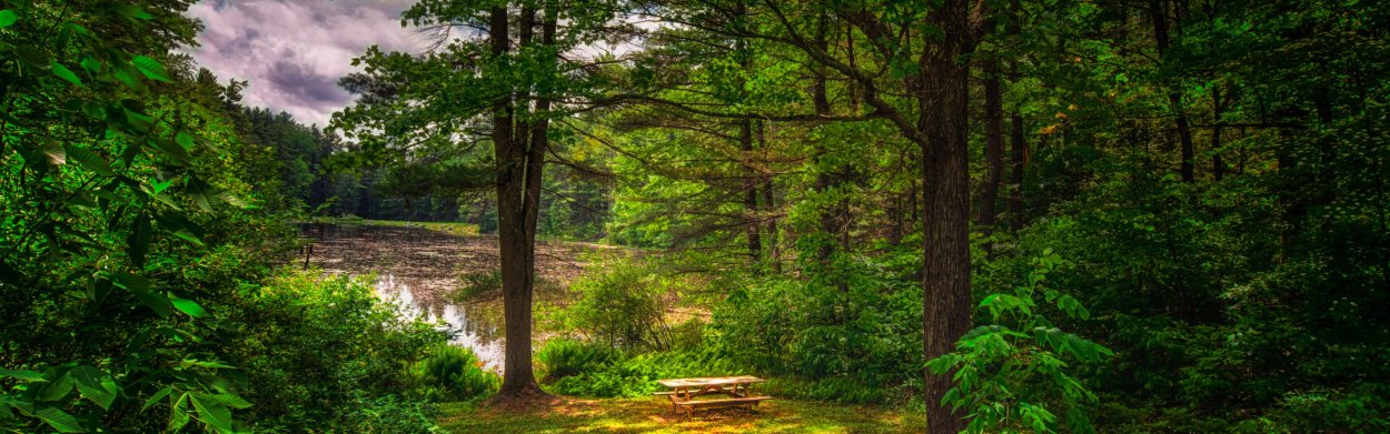 Лес панорама