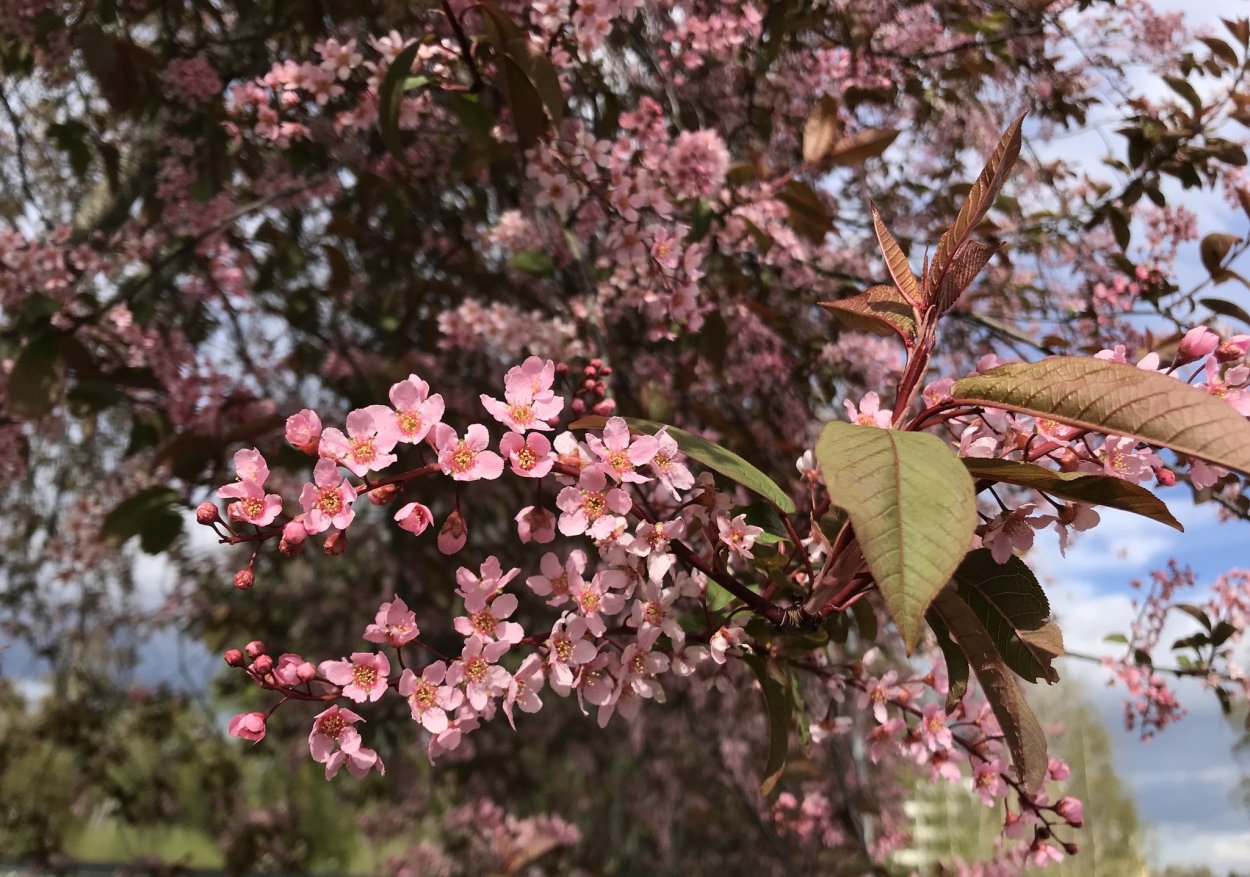 Черёмуха виргинская Shubert