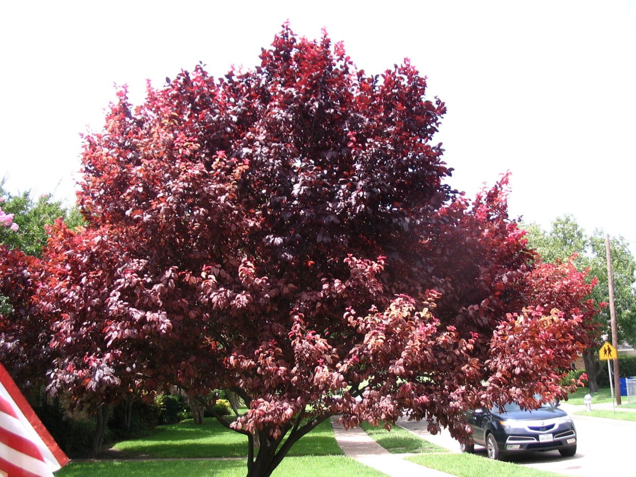 Слива цистена краснолистная