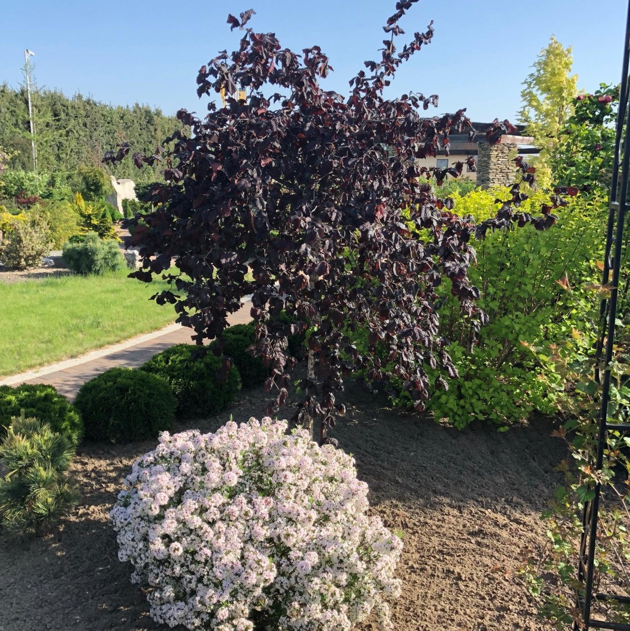 Черёмуха виргинская Shubert