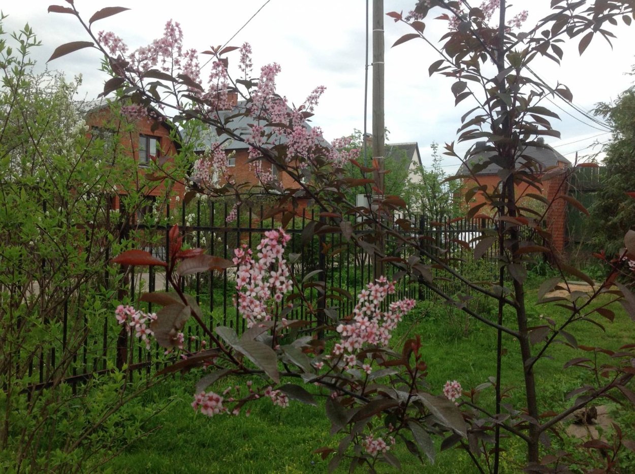 Клен остролистный Кримсон Кинг