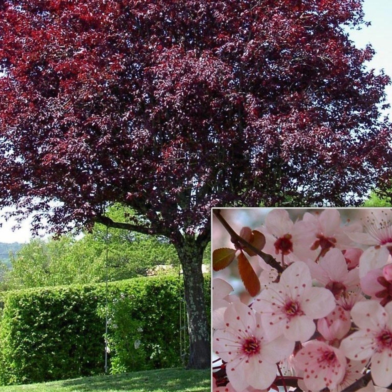 Штамбовая черемуха