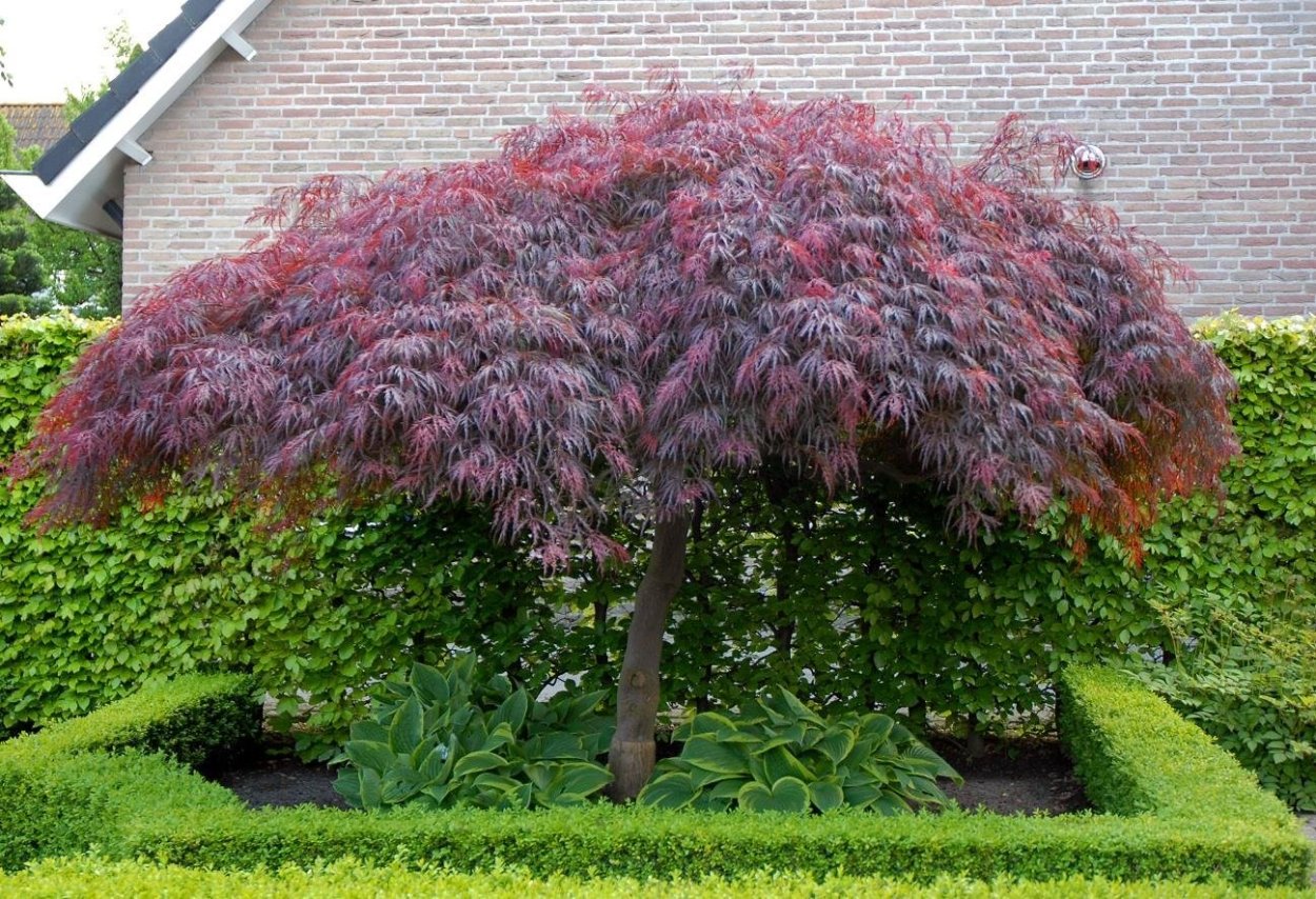 Acer platanoides 'Royal Red'