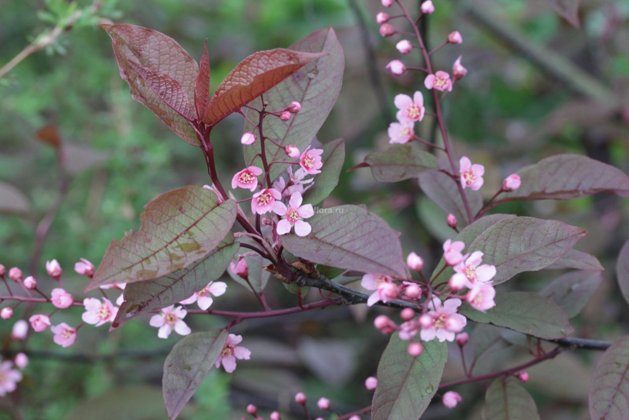 Черемуха краснолистная