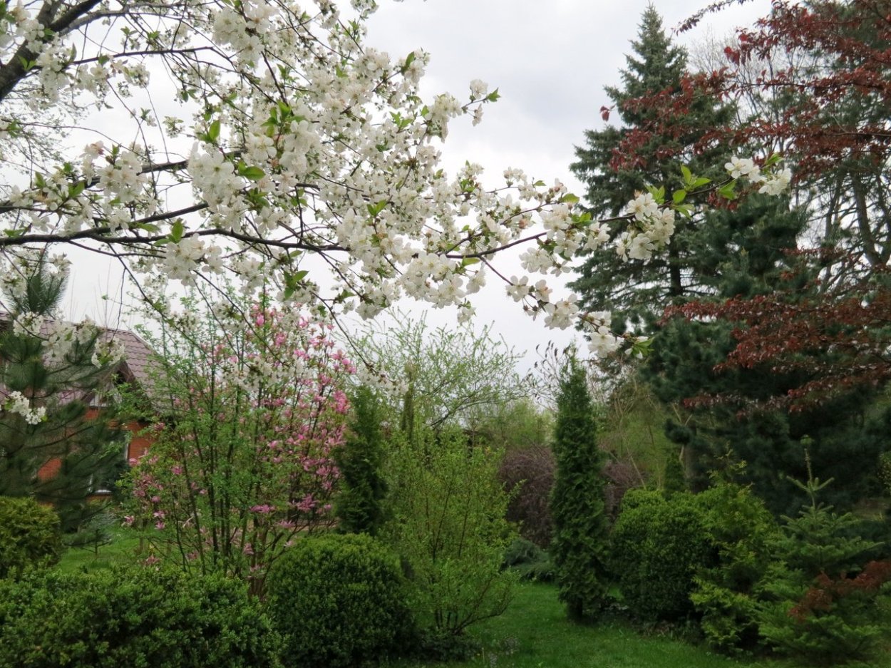 Яблоня краснолистная Хелена