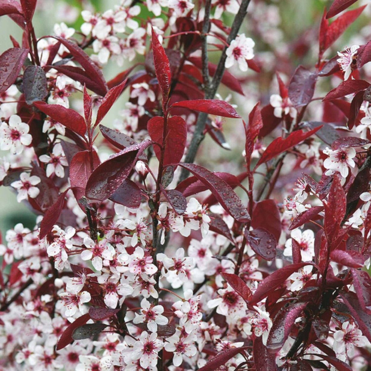 Черёмуха Шуберт краснолистная