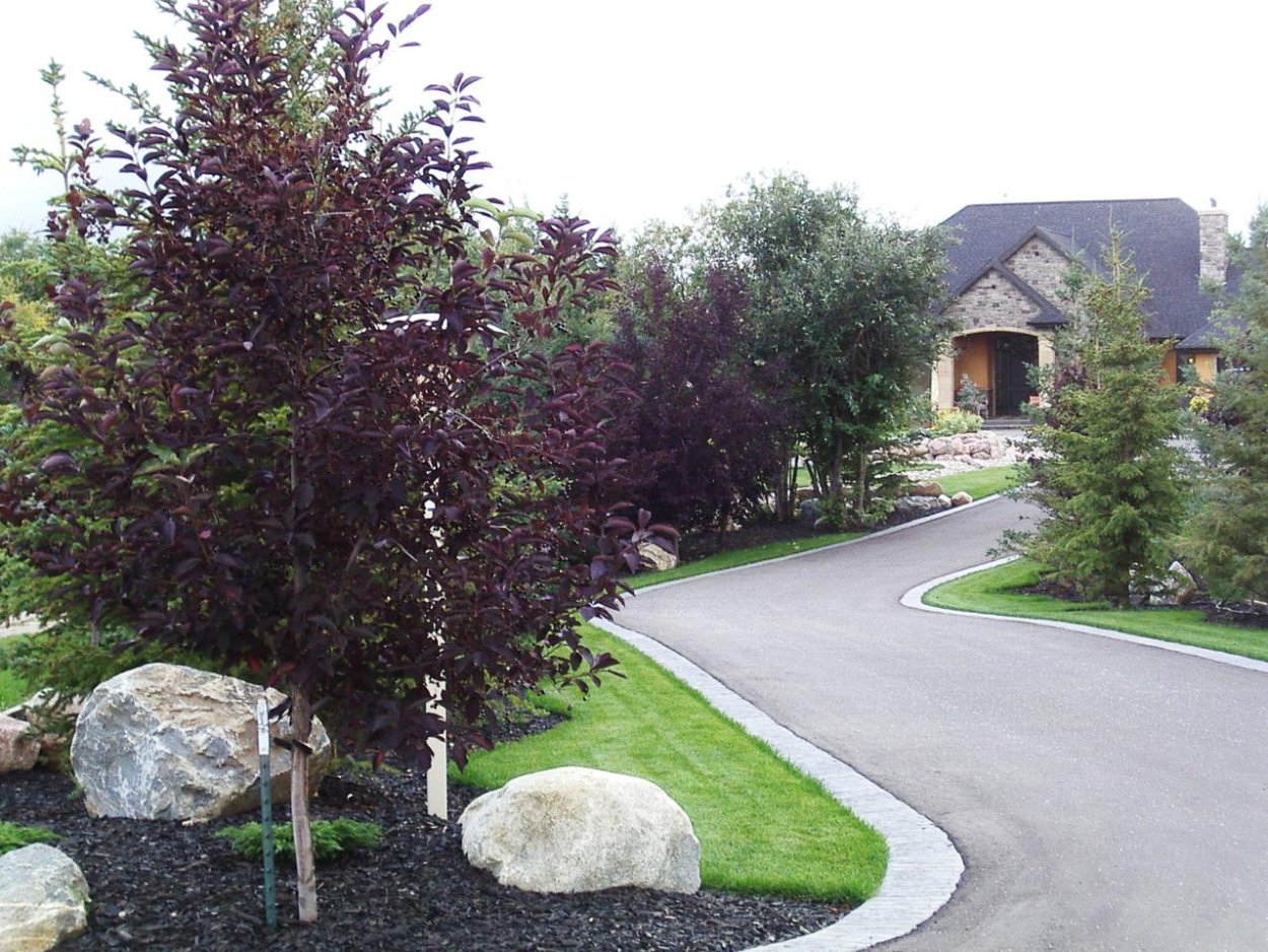 Алыча Писсарди