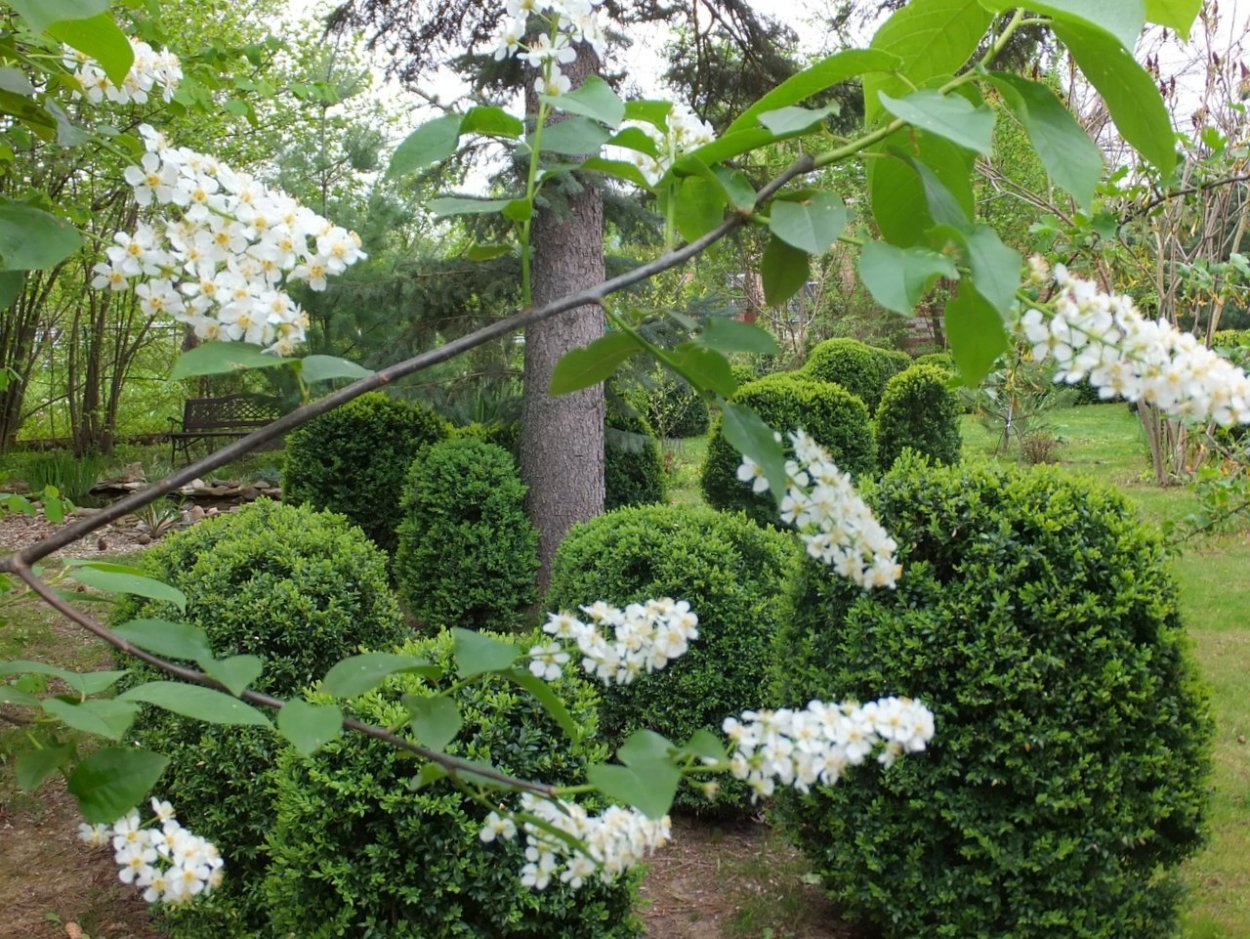 Черемуха виргинская Шуберт