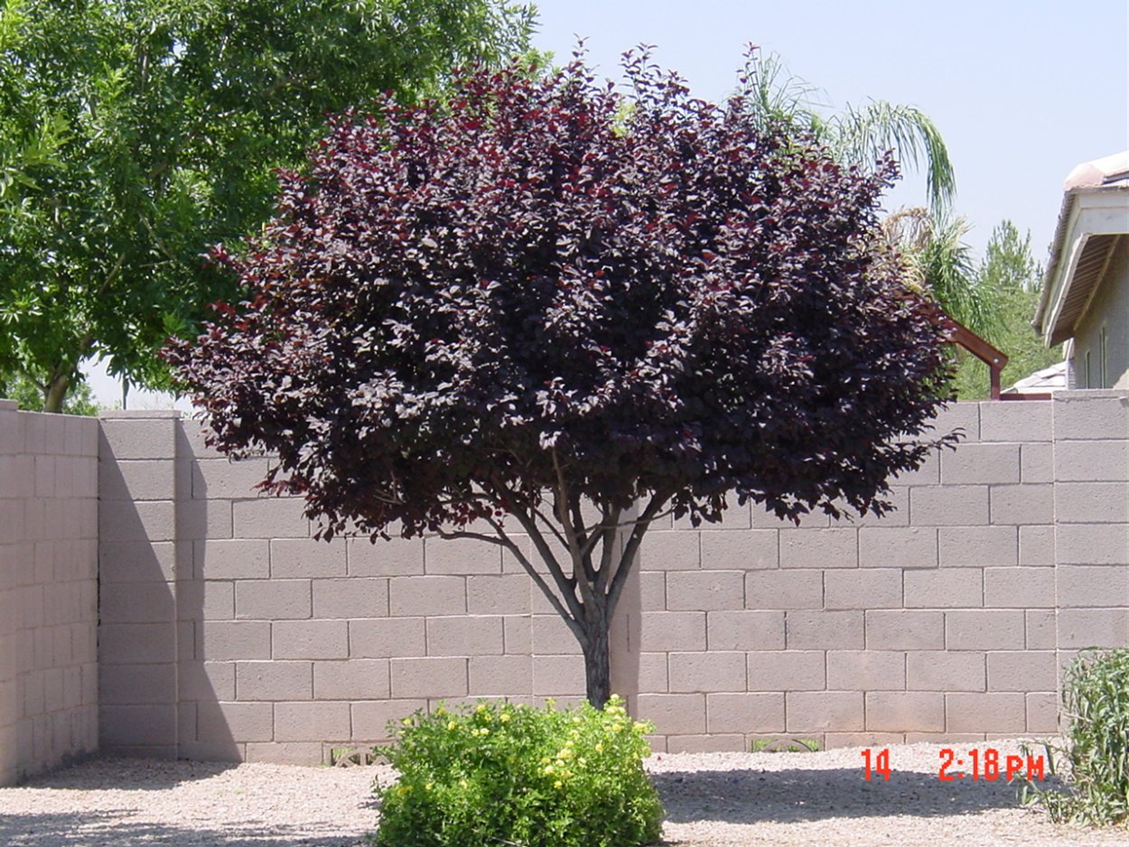 Клен остролистный Роял ред