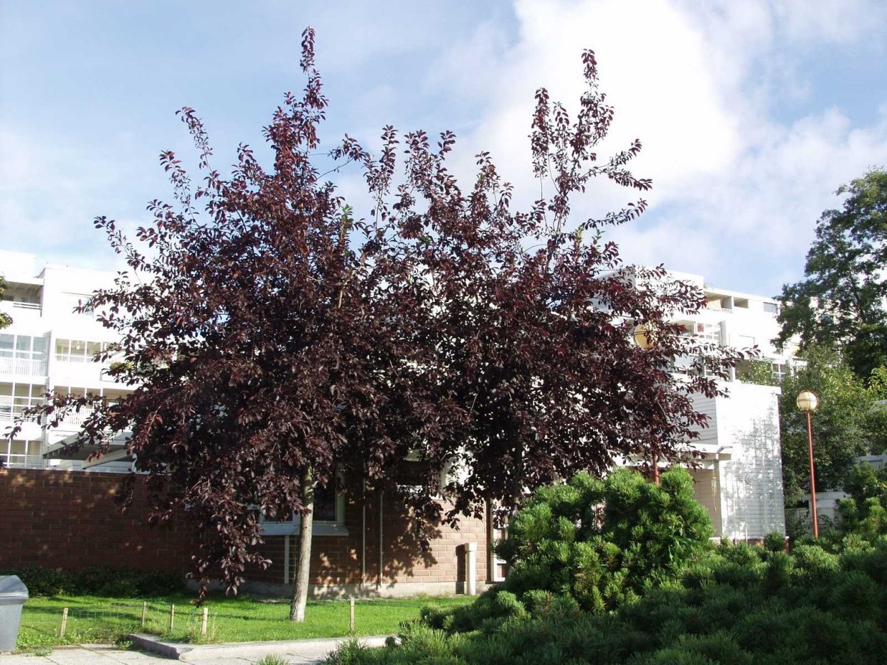 Ива краснолистная плакучая