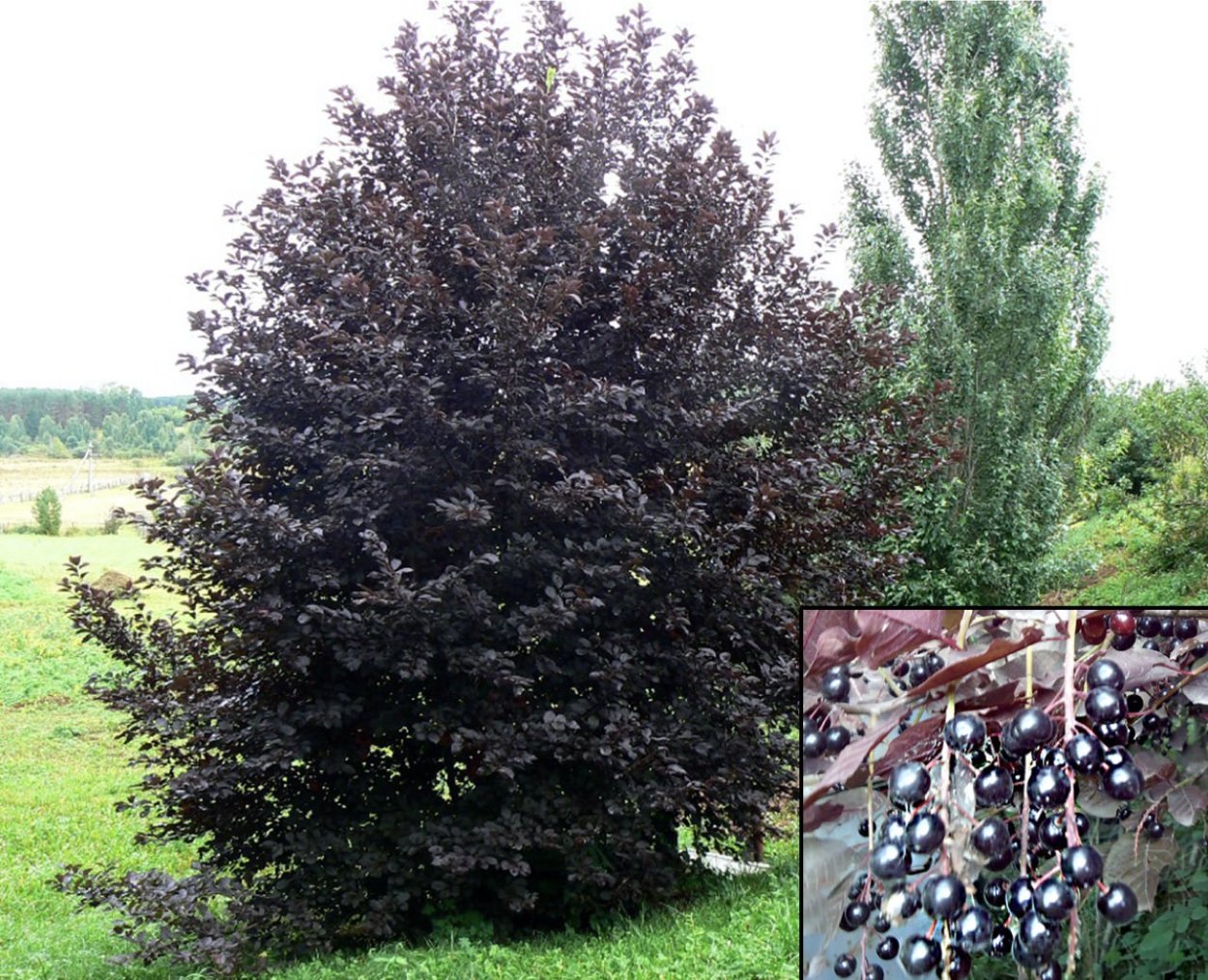 Черемуха виргинская краснолистная