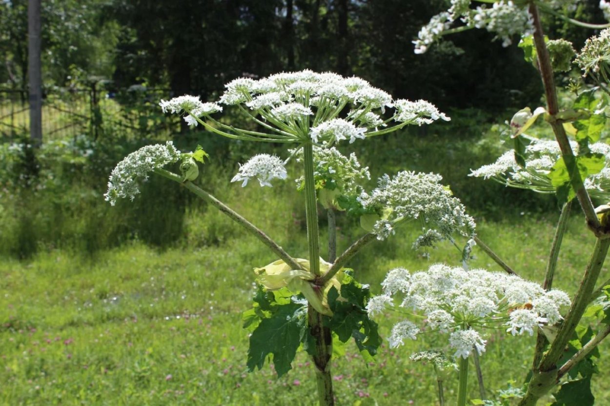 Борщевик шерстистый