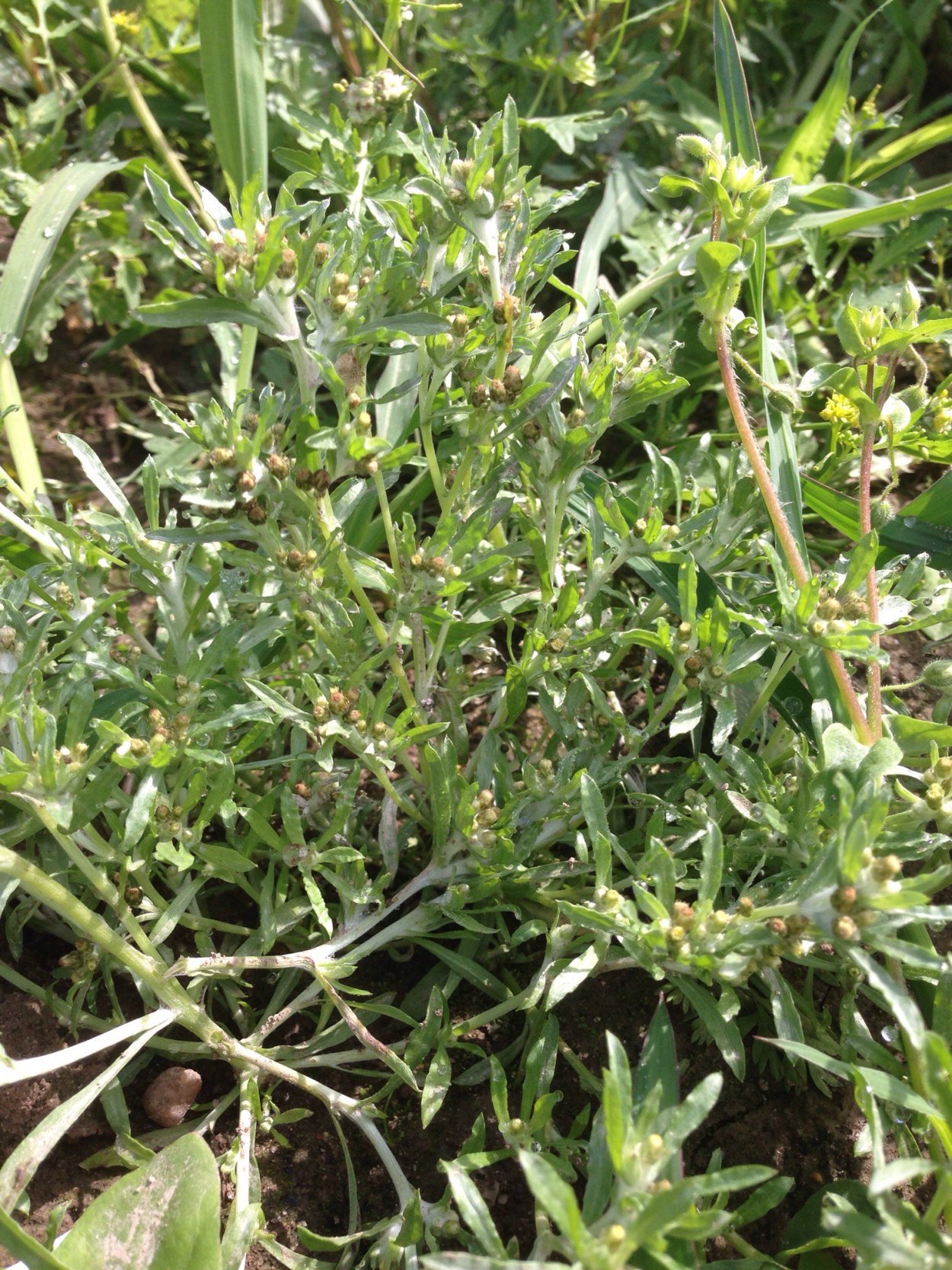 Сорняк Саргас