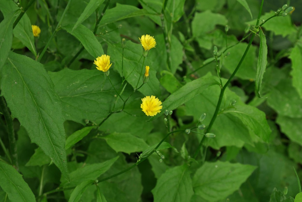 Бородавник (Lapsana)