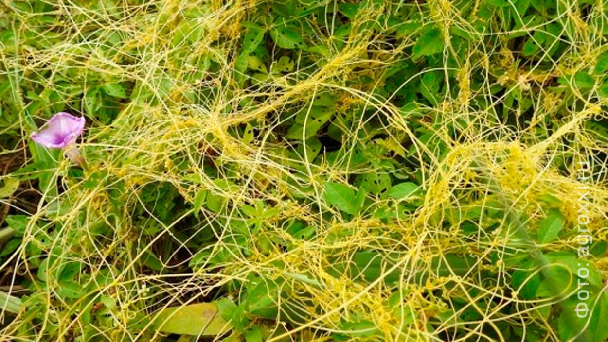 Повилика Полевая