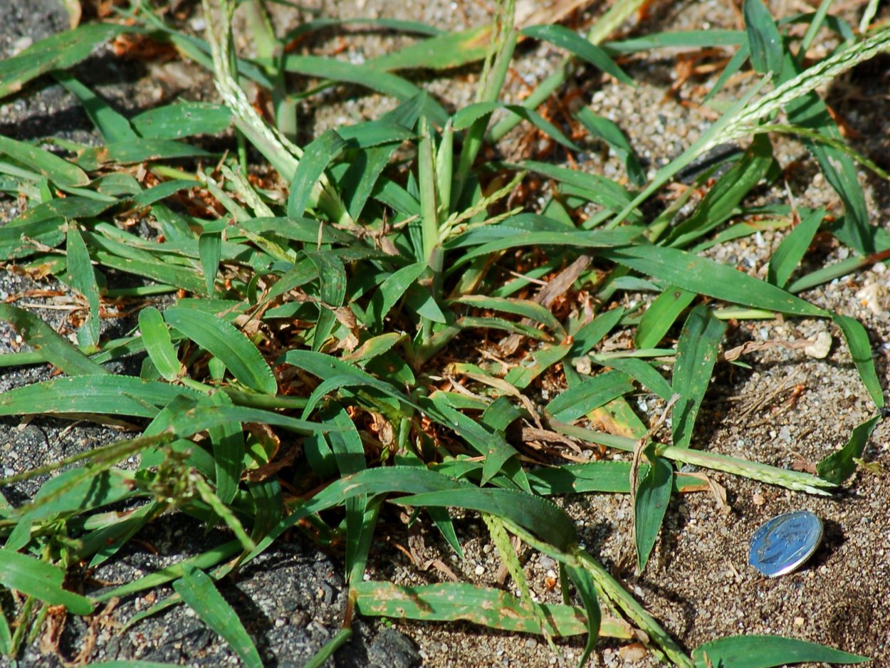 Пырей ползучий