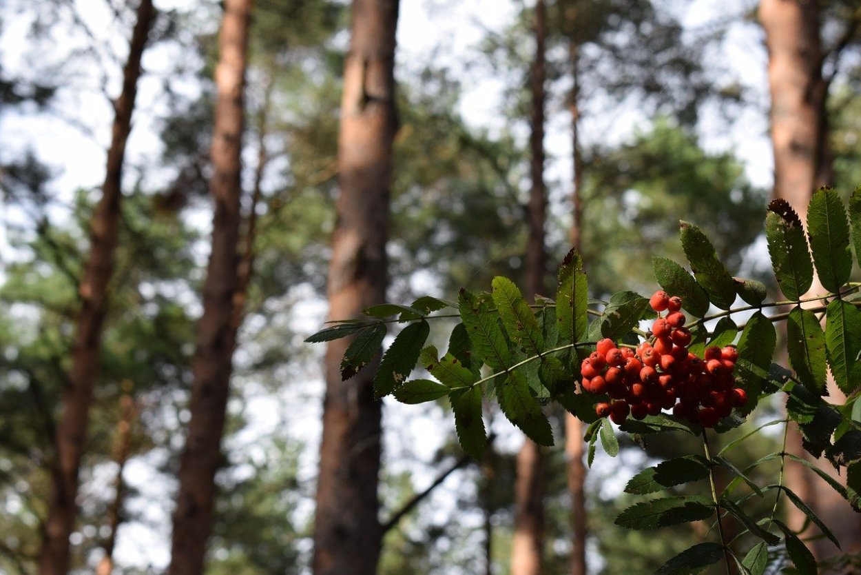 Рябина широколиственный лес