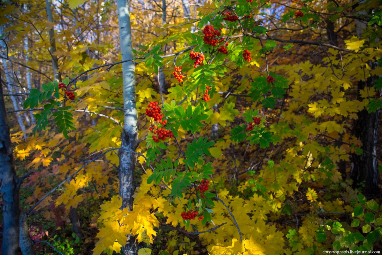 Рябина в лесу осенью