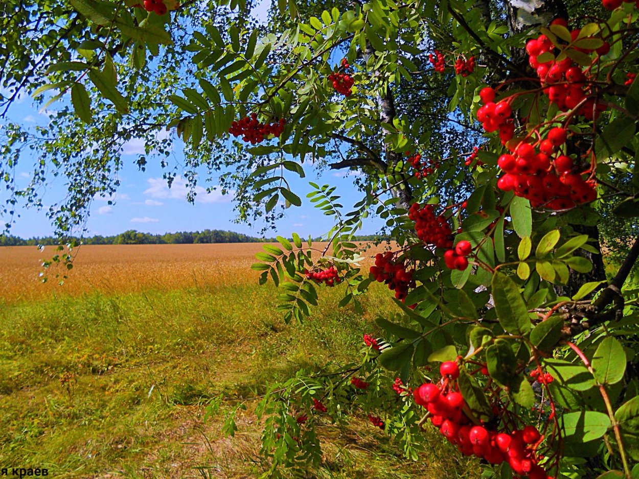 Рябина Гранатовая