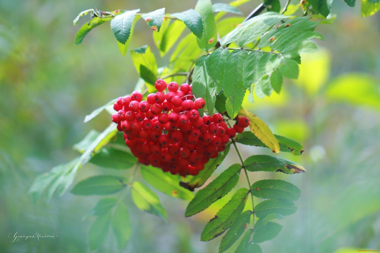 Ветка рябины
