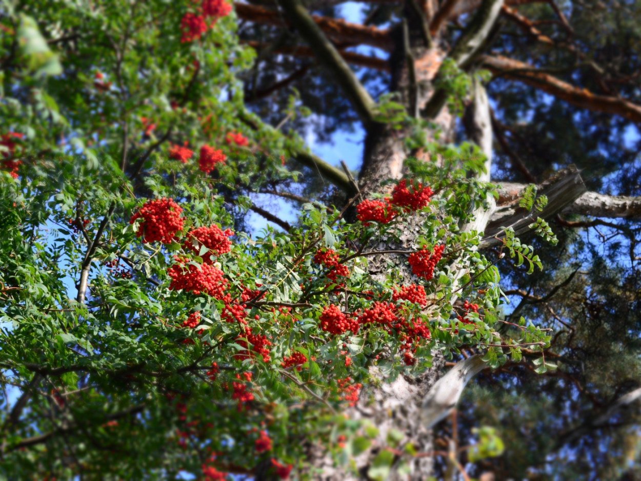 Рябина Тюрингская