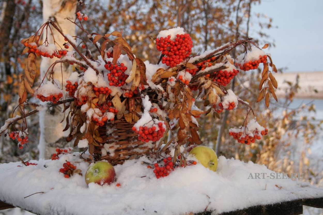 Поздняя осень рябина