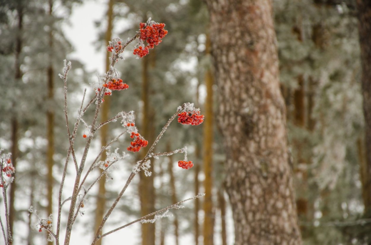 Рябина в зимнем лесу