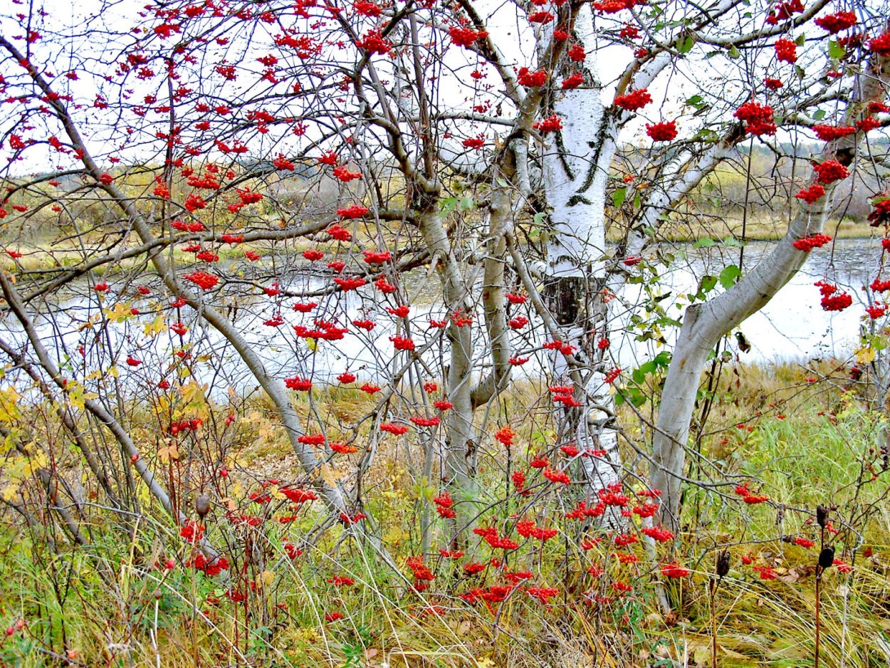Калина куст