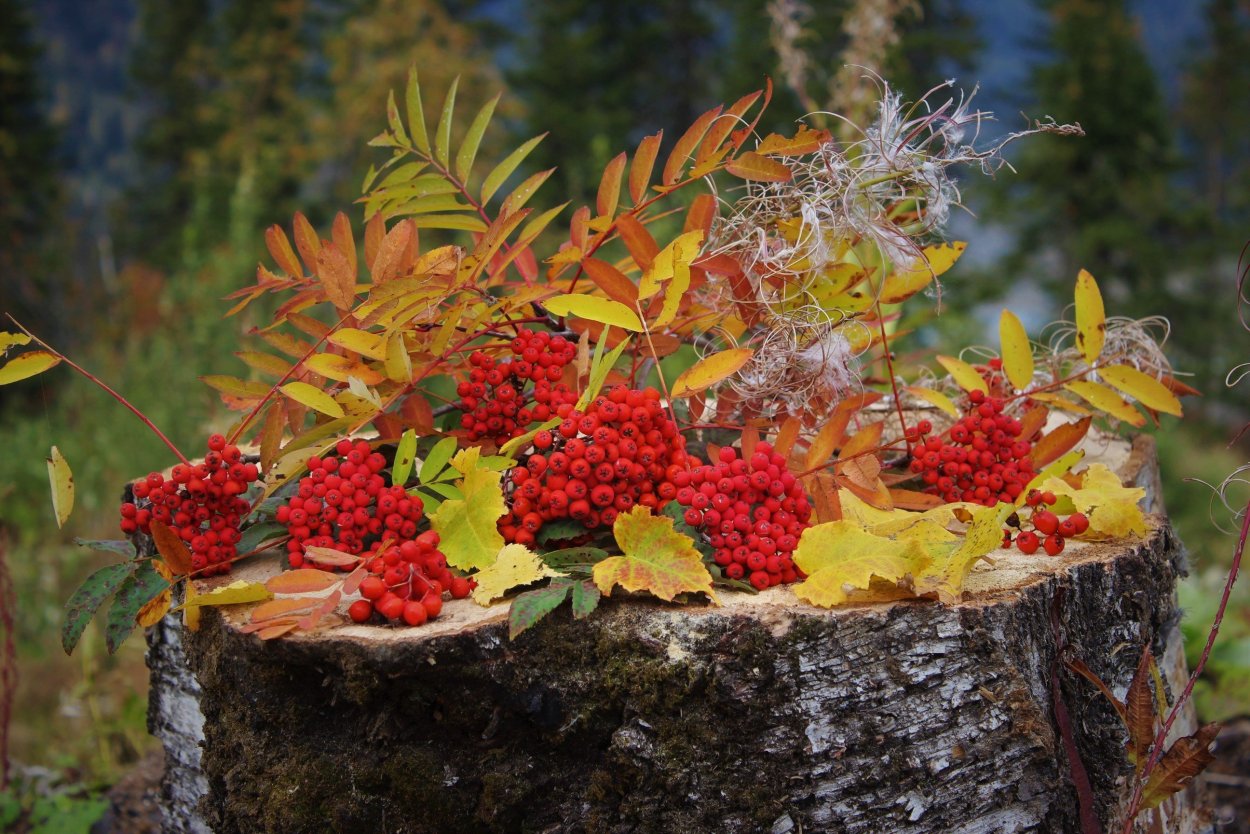 Осенний пейзаж с рябиной